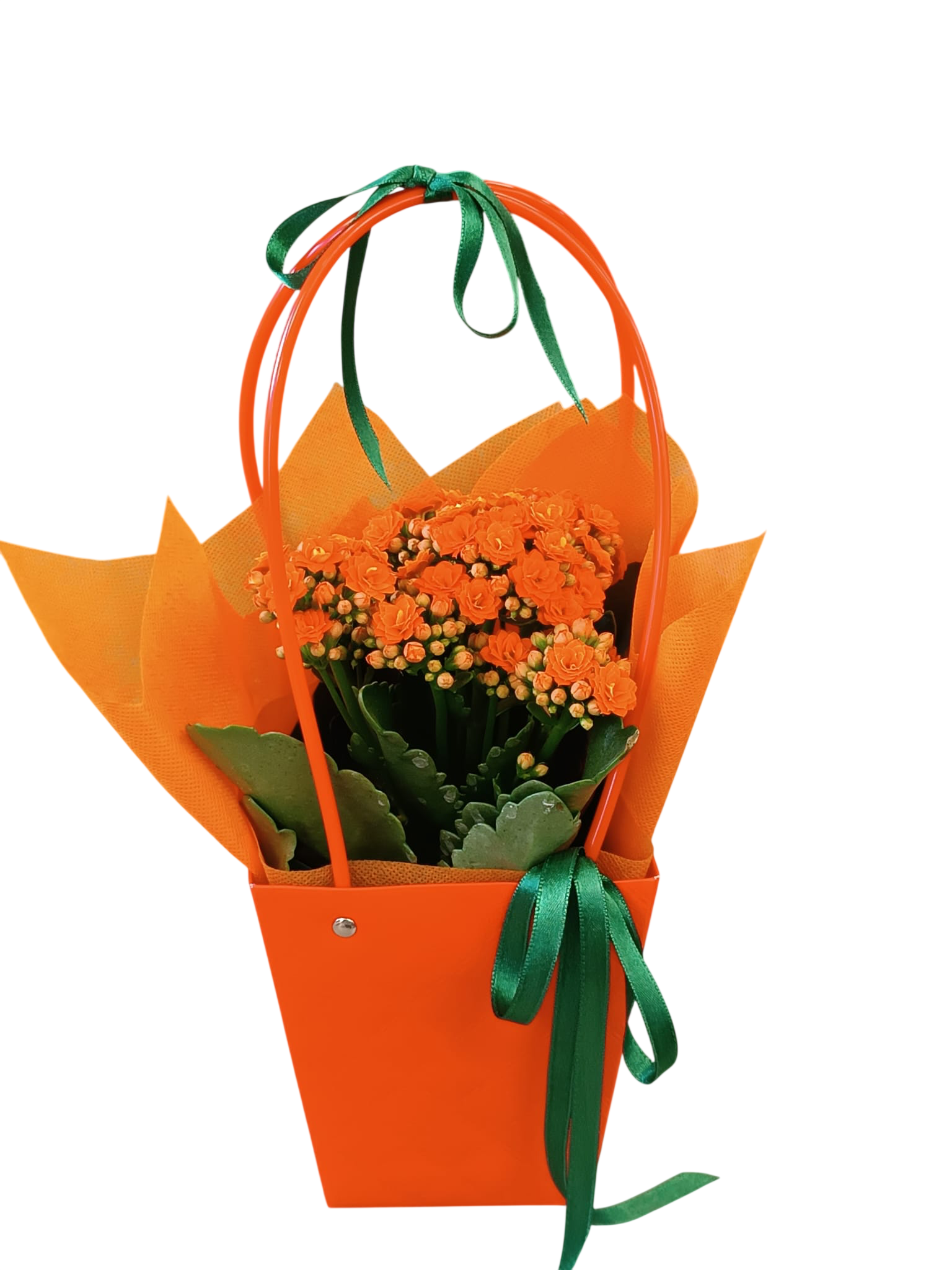 Kalanchoe Aranjman
