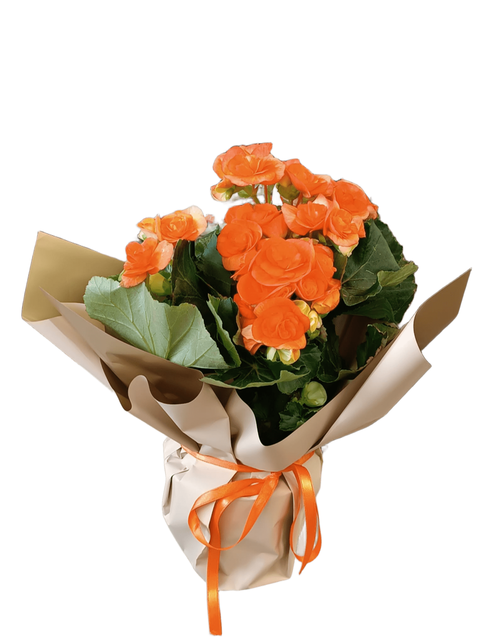 Begonia Aranjman