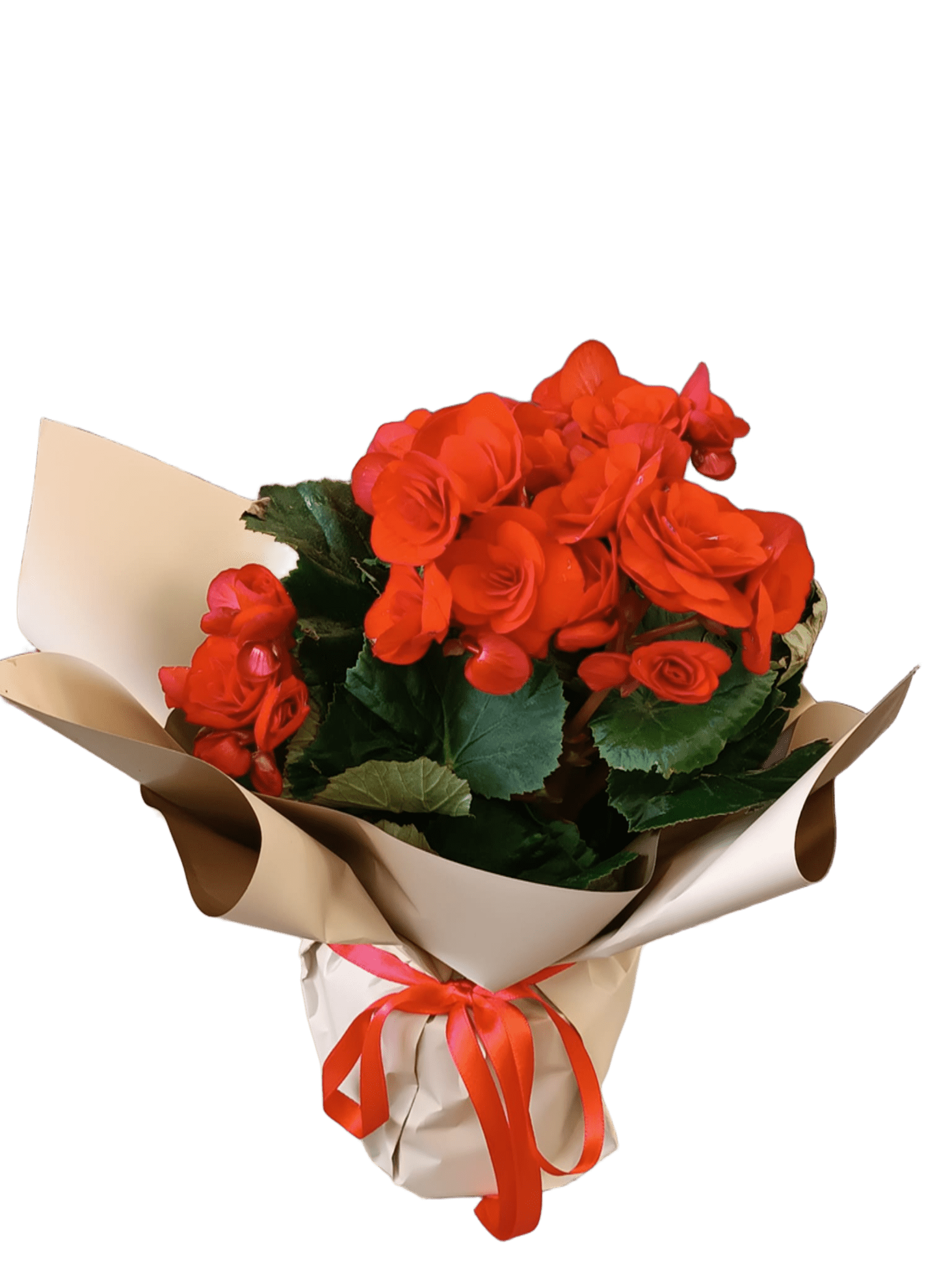 Begonia Aranjman
