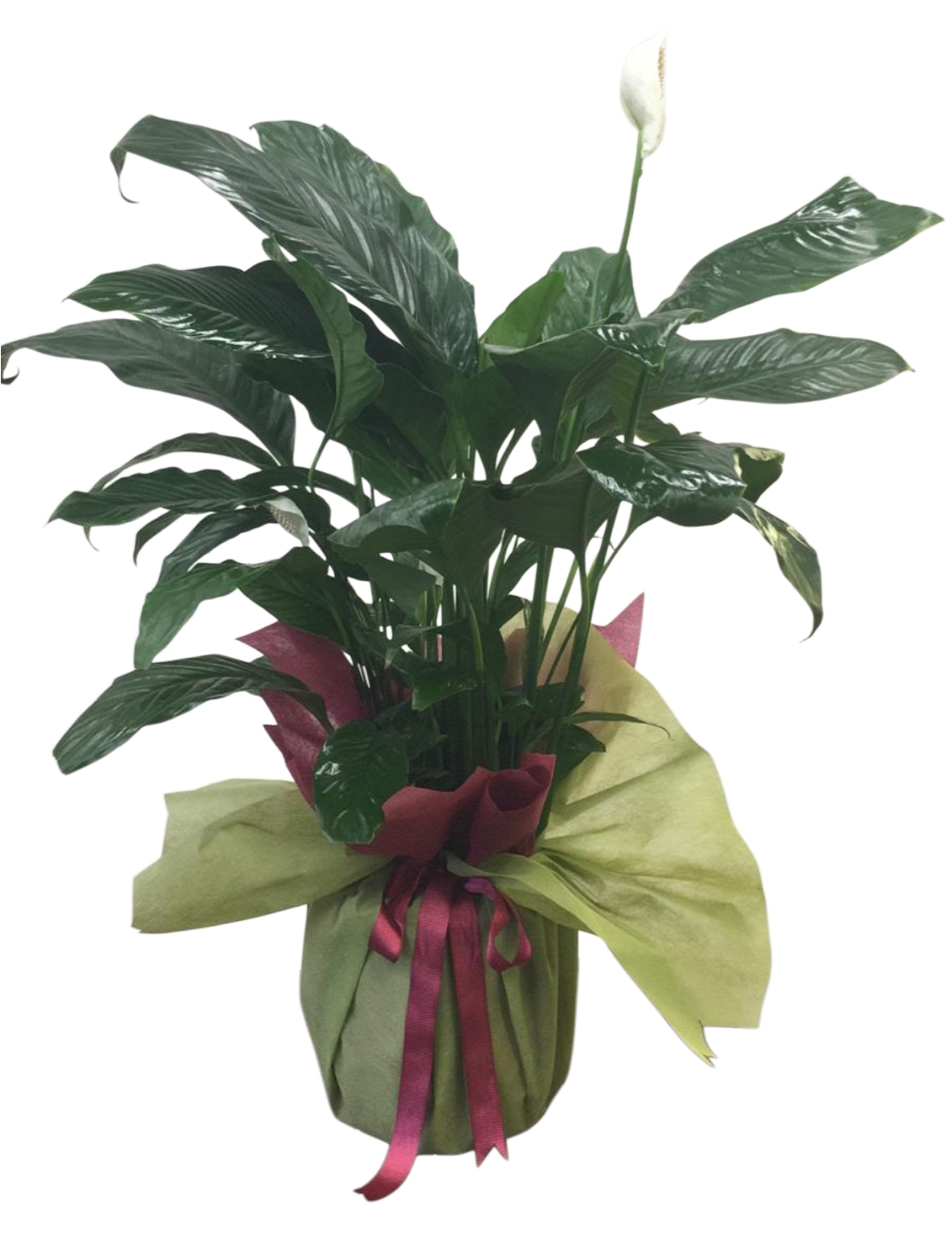 Spathiphyllum Aranjman